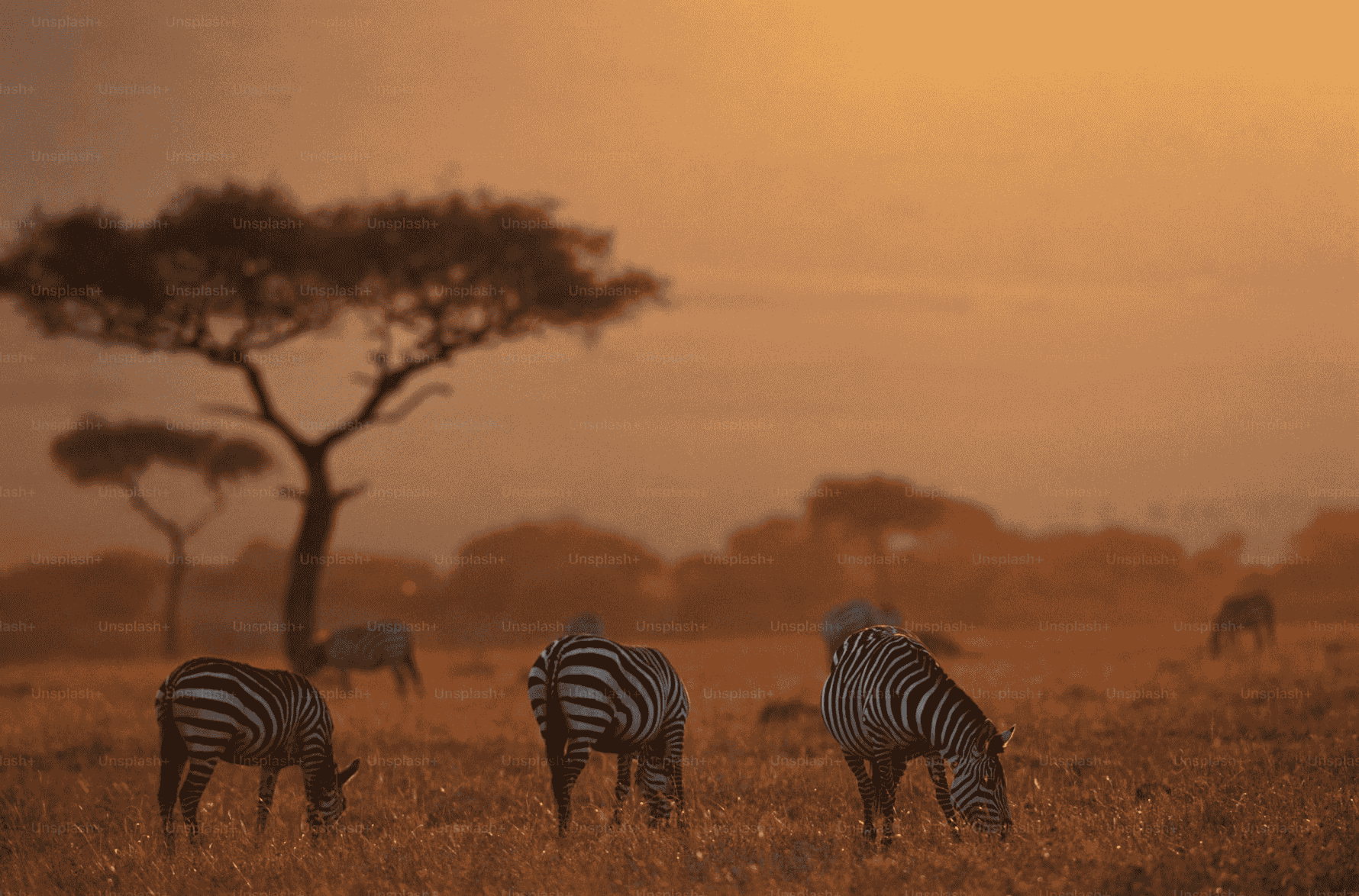 A Glimpse of Kenya’s Rich Heritage and Breathtaking Landscapes