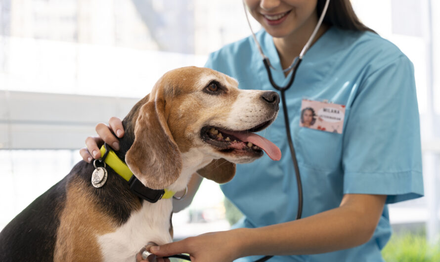 Personal Loans for Pet Care and Veterinary Expenses