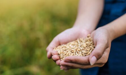 PM Kisan Samman Nidhi: Your Complete Guide