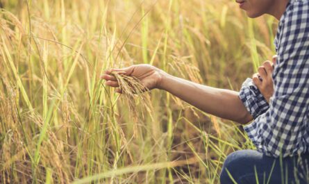 PM Fasal Bima Yojana: Your Crop Insurance Guide